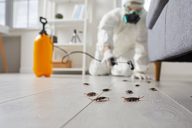 Affordable Termite Control solutions in Bushyhead, OK